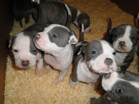 flordia bully craiglist|bully for sale craigslist florida.